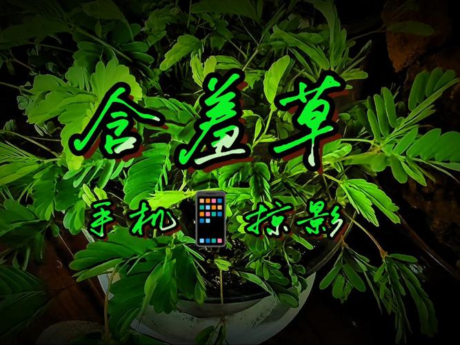 香蕉影院在线观看 - 最新电影、电视剧免费高清资源与热播大片推荐